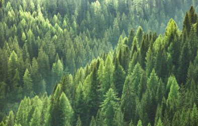 Healthy green trees in a forest of old spruce, fir and pine trees in wilderness of a national park. Sustainable industry, ecosystem and healthy environment concepts and background.