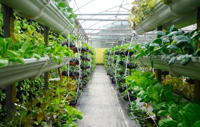 Vegetables are grown using fertigation system. Vegetables can be planted in a small space and arranged vertically. Using less soil and water mixed with fertilizer supplied by drip irrigation.