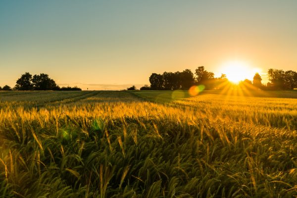 Germany, Stuttgart, Magical orange sunset sky above ripe grain field nature landscape in summer