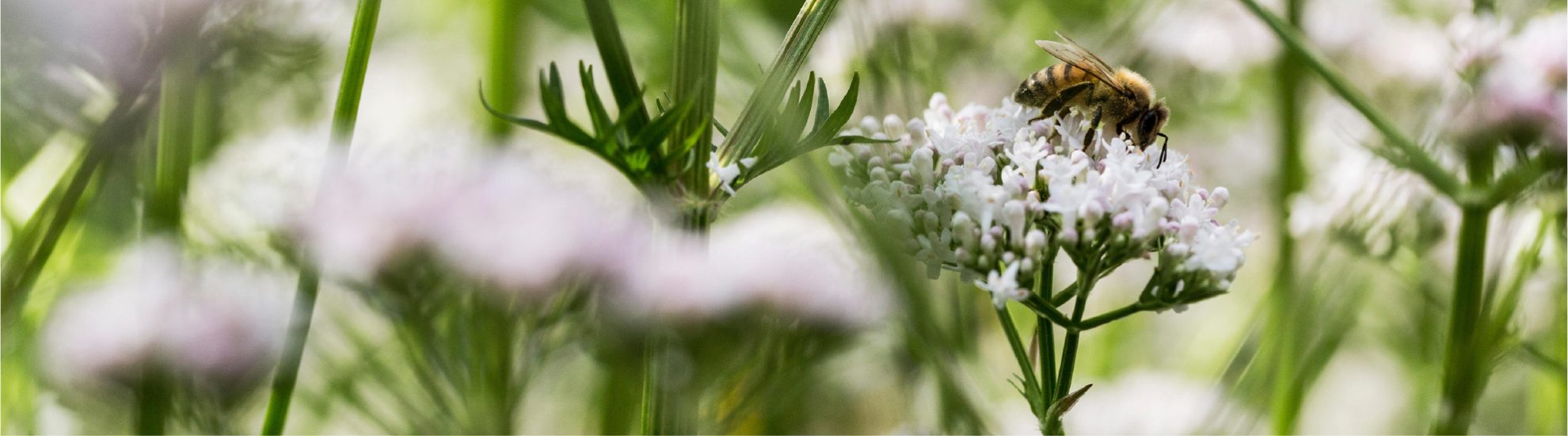 Eine Biene sitzt auf einer Blume.